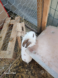 Coniglio e coniglia pelo lungo bianchi