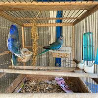 Coppia neophema blu