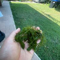 pianta acquatica ceratophyllium demersum