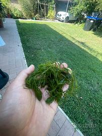 pianta acquatica ceratophyllium demersum
