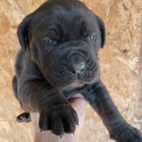 Cuccioli di cane corso