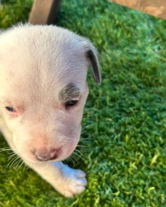 Cuccioli di' pitbull