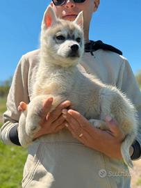 Siberian Husky completi di documenti