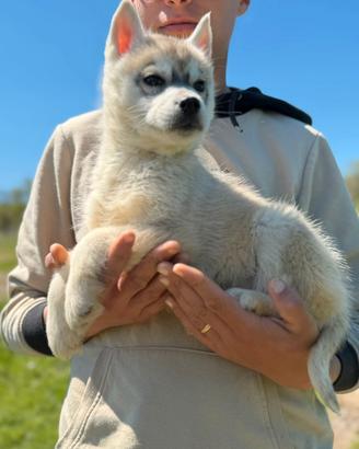 Siberian Husky completi di documenti