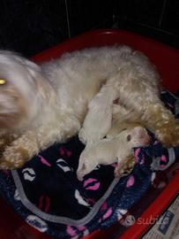 Stupendi Maltipoo nani cuccioli