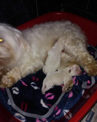 Stupendi Maltipoo nani cuccioli
