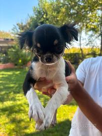 disponibile accoppiamento