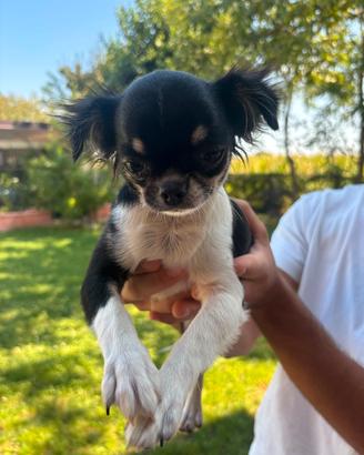 disponibile accoppiamento