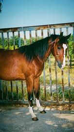 Cavalla puledra Quarter/Paint