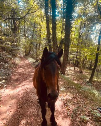 Cavallo