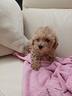 maltipoo-minii-toy