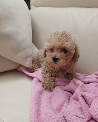 Maltipoo minii toy