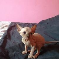 Cuccioli di Canadian Sphynx