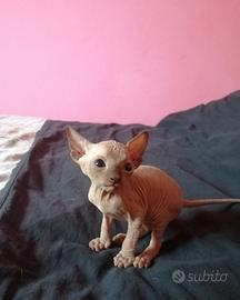 Cuccioli di Canadian Sphynx