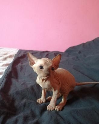 Cuccioli di Canadian Sphynx