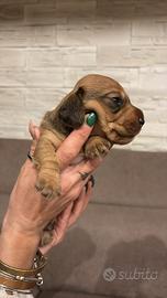 Cuccioli di bassotto tedesco a pelo forte