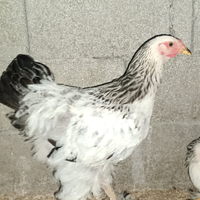 Brahma gallo