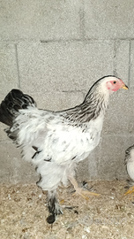 Brahma gallo