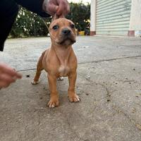 Cucciolo di Pitbull con Pedegree