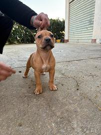 Cucciolo di Pitbull con Pedegree