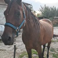 Cavalla
