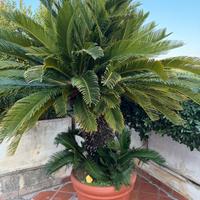 Palma Cycas 2 teste