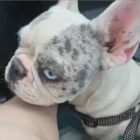 Bulldog francese femmina esotico