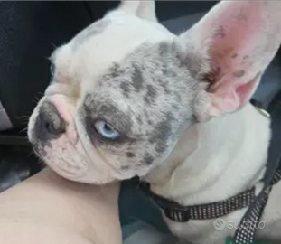 Bulldog francese femmina esotico