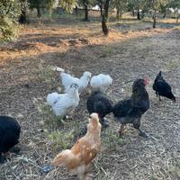 Galli di otto mesi, olive egger