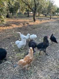 Galli di otto mesi, olive egger