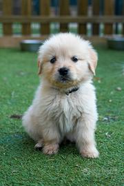 Cuccioli di Golden Retriever Allevamento
