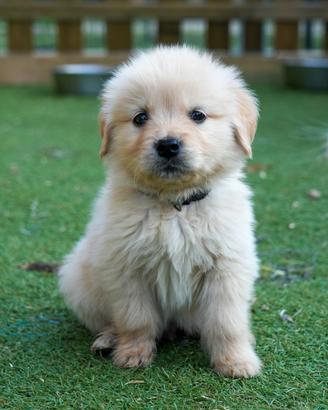 Cuccioli di Golden Retriever Allevamento