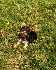 Cuccioli di yorkshire