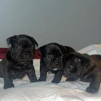 Cuccioli di buldog francese originali