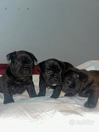 Cuccioli di buldog francese originali