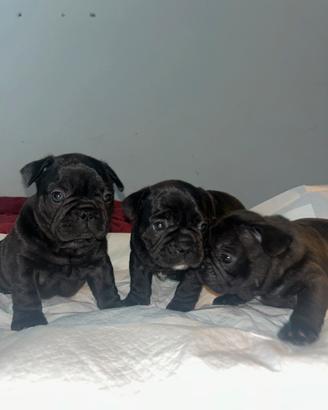 Cuccioli di buldog francese originali
