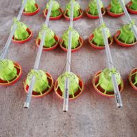 Mangiatoie polli, avicoli.