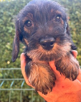 Splendidi cuccioli di bassotto nano a pelo duro