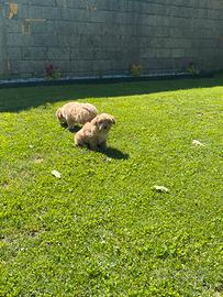 Bichon havanese
