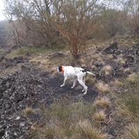 Pointer pronto caccia