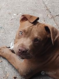 Cucciolo American Pit bull terrier marrone