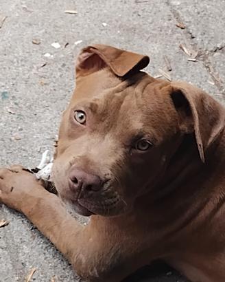 Cucciolo American Pit bull terrier marrone