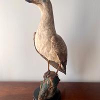 Tassidermia gabbiano reale imbalsamato