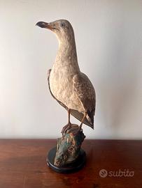 Tassidermia gabbiano reale imbalsamato