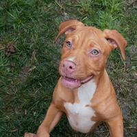 Cuccioli Pitbull