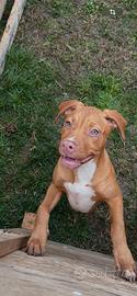 Cuccioli Pitbull