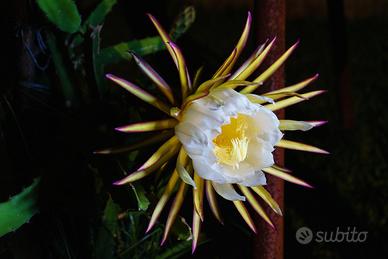 Piante e talee di pitaya (dragon fruit)