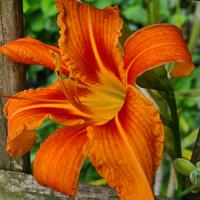 HEMEROCALLIS "ORANGE BUTTERFLY" 