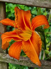 HEMEROCALLIS "ORANGE BUTTERFLY" 