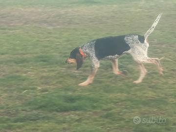 Petit blue de gascogne